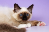 Picture of young seal point birman kitten