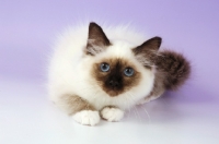Picture of young seal point birman kitten looking at camera