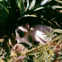 Picture of young seal point siamese cat in shade