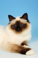 Picture of young seal pointed Birman cat on pastel background