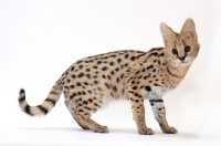 Picture of young serval cat full body, on white background