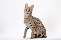 Picture of young serval cat licking lips, on white background