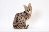 Picture of young serval cat looking back, on white background