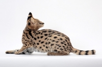 Picture of young serval cat looking back, on white background