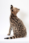 Picture of young serval cat looking back, on white background