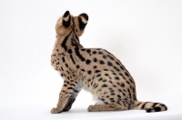 Picture of young serval cat on white background