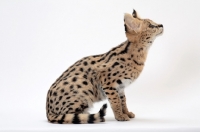Picture of young serval cat on white background, looking up