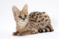 Picture of young serval cat portrait on white background