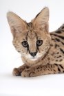 Picture of young serval cat portrait on white background