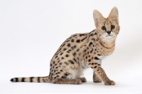 Picture of young serval cat walking on white background