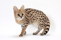 Picture of young serval cat walking on white background