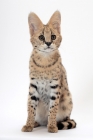 Picture of young Serval, front view