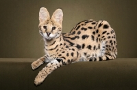 Picture of young Serval on brown/green background