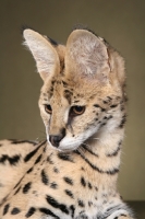 Picture of young Serval, portrait