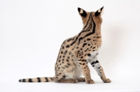 Picture of young Serval, showing markings