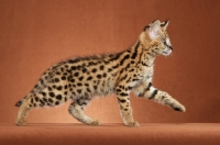 Picture of young Serval walking in studio