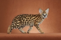 Picture of young Serval