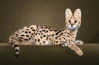 Picture of young Serval