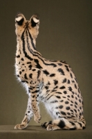 Picture of young Serval