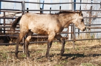 Picture of young shaggy Morgan Horse side view