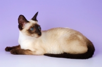 Picture of young siamese seal point cat lying on purple background