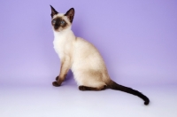 Picture of young siamese seal point cat on purple background