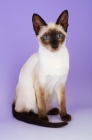 Picture of young siamese seal point cat 