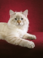 Picture of young Siberian cat on red background