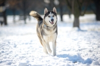Picture of Young siberian husky walking in a snow-covered field