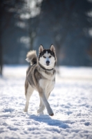 Picture of Young siberian husky walking in a snow-covered field