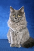 Picture of young Siberian kitten