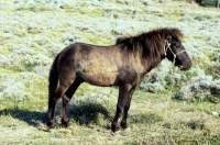 Picture of young skyros pony on skyros, greece