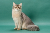 Picture of young Somali cat, blue coloured, on green background