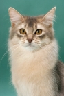 Picture of young Somali cat, blue coloured, portrait on green background