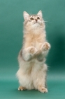 Picture of young Somali cat, blue coloured