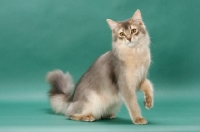 Picture of young Somali cat, blue coloured, on green background, one leg up