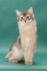 Picture of young Somali cat, blue coloured, on green background, portrait format