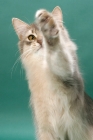 Picture of young Somali cat, blue coloured, on green background, one leg up