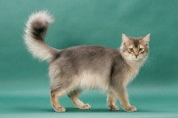 Picture of young Somali cat, blue coloured, on green background