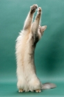 Picture of young Somali cat, blue coloured