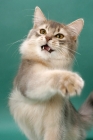 Picture of young Somali cat, blue coloured, on green background, lashing out