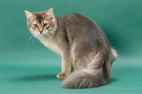 Picture of young Somali cat, blue coloured, on green background, turning