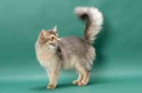 Picture of young Somali cat meowing, blue coloured, on green background