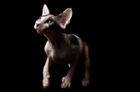 Picture of young sphynx cat concentrating