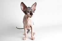 Picture of young sphynx cat, front view