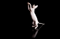 Picture of young Sphynx cat jumping up