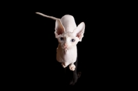 Picture of young Sphynx cat looking at camera