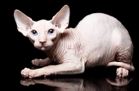 Picture of young sphynx cat looking towards camera