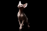 Picture of young sphynx cat looking up in admiration