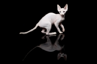 Picture of young Sphynx cat on black background